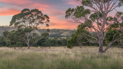 melaleuca field